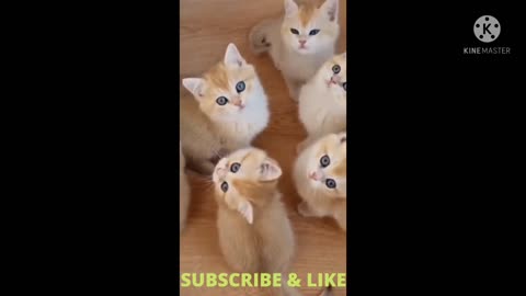 Cute Cats videos