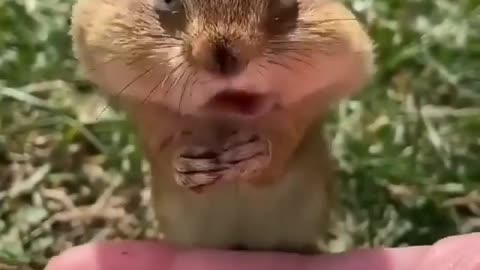 Chipmunk comes up and takes food from his hand