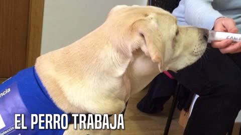 Blat, un perro que nació para contribuir con la medicina