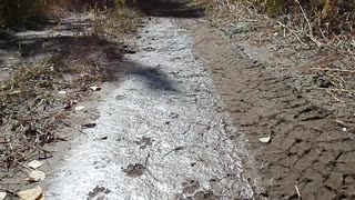 Cougar/ Mountain lion and cub tracks found "freshly made". Go Cougs! Idaho.