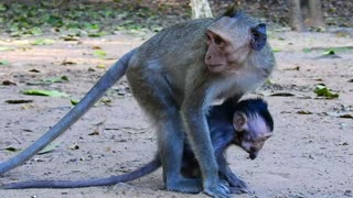 Funny animals# monkey families #74# love animals.