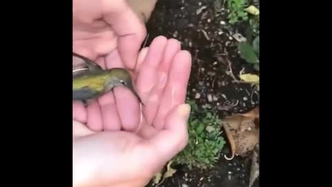 little kingfisher drinking water