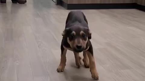 Bouncy dancing dog being hilariously happy