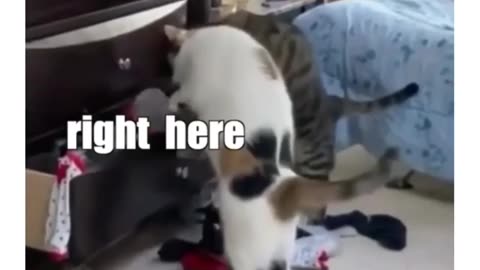 Hilarious Cats