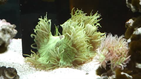 90 Gallon Reef - 11 Months