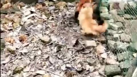 Chicken vs Dog Fight Each other