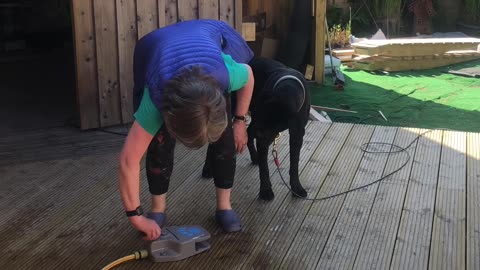 Cane Corso Splashes Owner With Hose