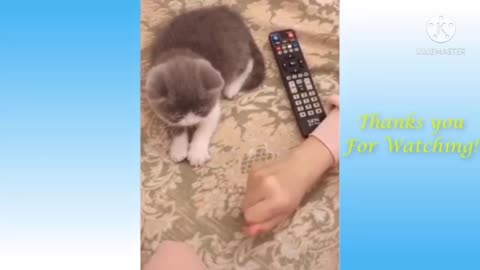 Cats funny video OMG So Cute Cats ♥ Best Funny Cat Videos 2021