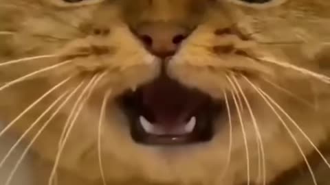 Cats funny videos