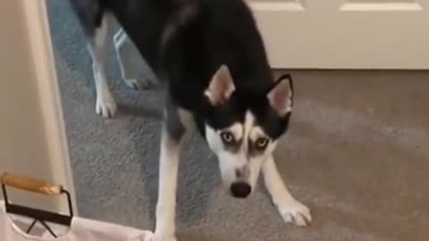 funny Huskys