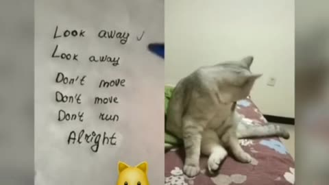 Cats talking!! these cats can speak english better than hooman cat funny video