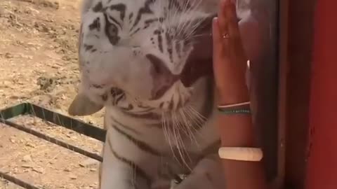 white tiger shaking his hand with his adroble owner