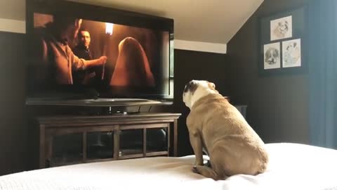 Bulldog’s Reaction To The Nun Trailer 🐺