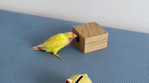 A self-disciplined parrot