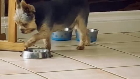 These Puppies Drooling for Food are gonna steal yo Hearts. 🙈❤️🐶🤣😂