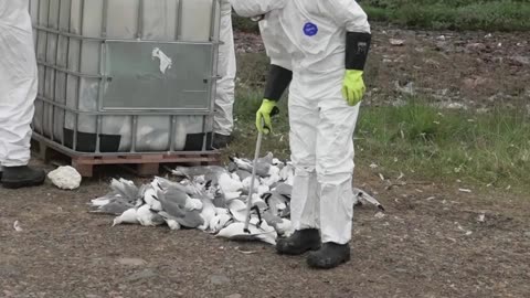 Norway battles record outbreak of bird flu