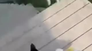 Hungry Kitten Gets Its Food And Runs Away
