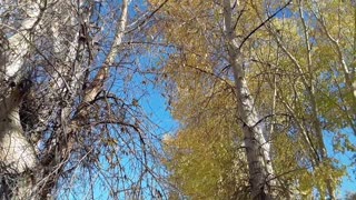 Autumn trees in the wind 3