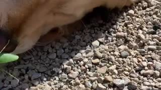 Golden Doggo Befriends Summer Bug