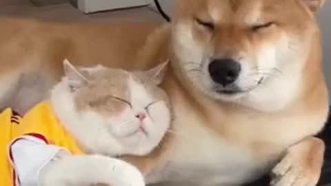 Adorable dog and cat relationship