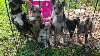 Puppies all ready for their new homes!