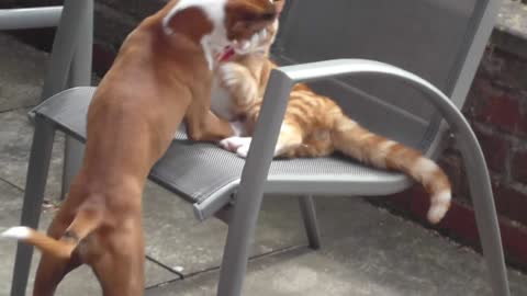boxer dog vs cat