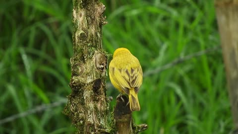 Nature Avi Bird is yellow One of the most beautiful birds