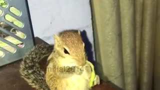 Squirrel eating green stick