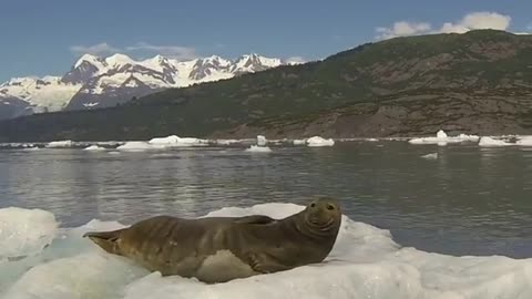 How seal react ?When we disturbed a resting seal