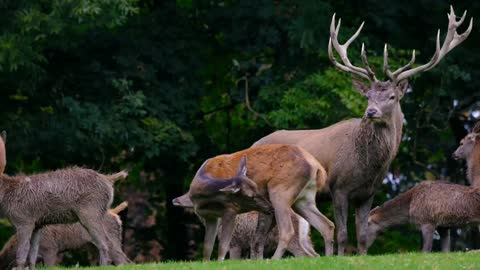 beautiful and funny deer