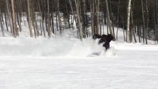 Snowboarder Meets a Moose