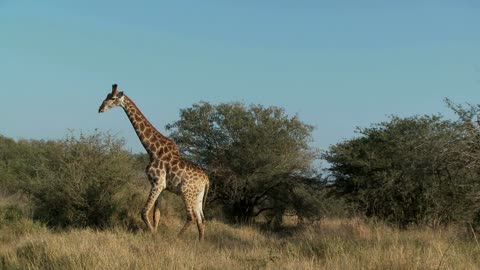 Giraffe In Field