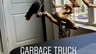 Parrot imitates sound of garbage truck backing up into car