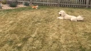 White dog running around yard