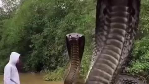 anaconda