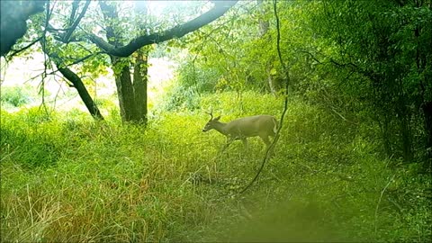 Fred Zepplin 2021, 9/14/21 Big Buck In The Distance!