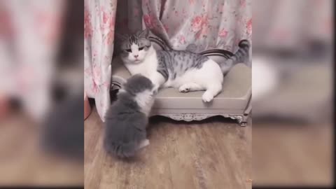 Best of Cute cats and Funny Cat Videos 2021