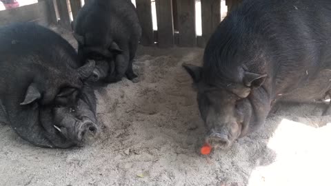 Talkative Piggy Enjoys Carrot