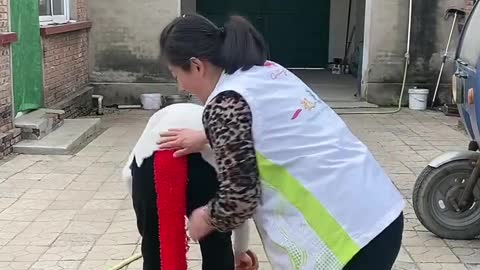 Best Funny Videos 2022, Chinese