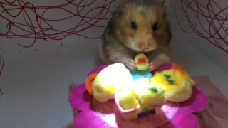 Tiny Hamster Eats A Tiny Meal!