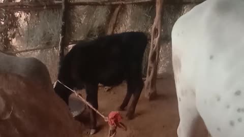 Cow and calf graze. White and black calf.