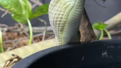 Australian copperhead (Denisonia superba)