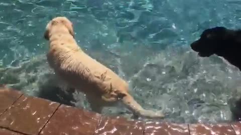 Black and tan dogs in pool walking around and jumoing