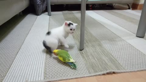 Kitten vs lovebirds -Chaton vs inséparable -cennet papağanı vs kedi