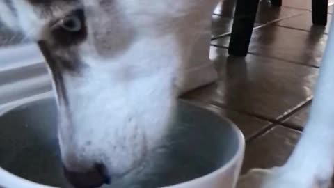 Doggo takes a drink