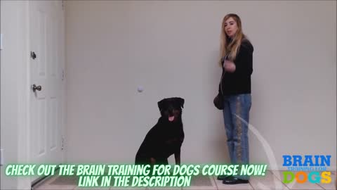 Dogs Behavior Problems - Brain Training For Dogs Official Website