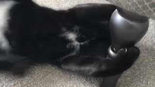 Cat hitting camera when it gets close to it