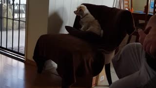 Small brown and white dog jumps onto black chair to watch tv cartoons