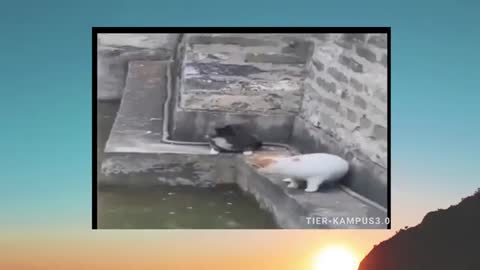 Beste lustige Haustier-Videos der - niedlichen 😹 Katzen- und 🐶 Hunde-Reaktionen