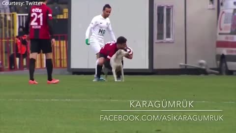 Canine interruption: How a dog brought a football match to a halt